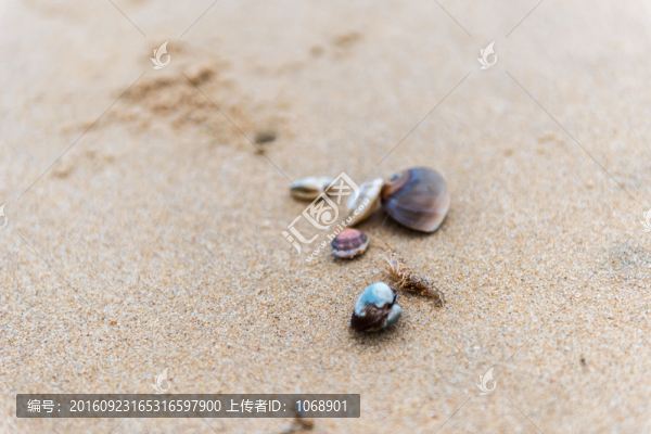 沙灘,海蝦,貝殼