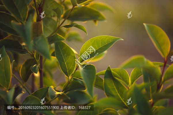 綠葉,夕陽