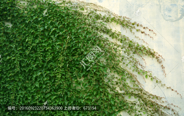 爬山虎
