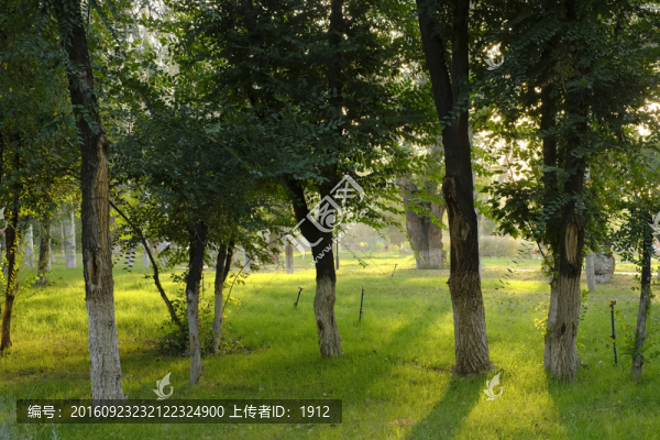 樹(shù)林