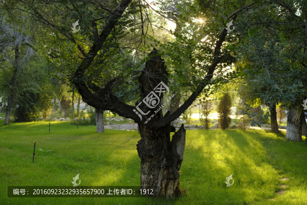 樹(shù)林