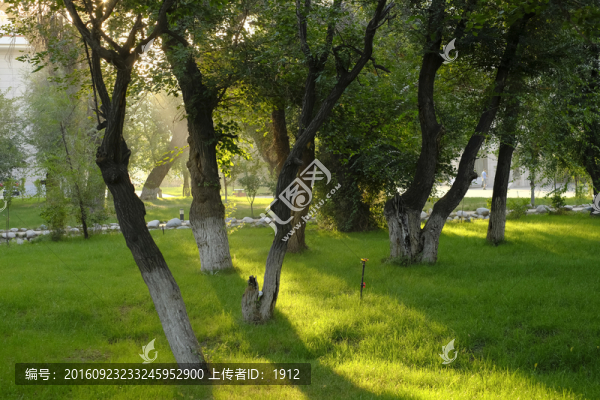 樹林