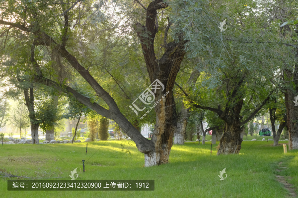 樹林