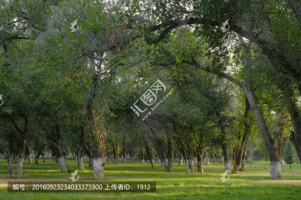 樹(shù)林