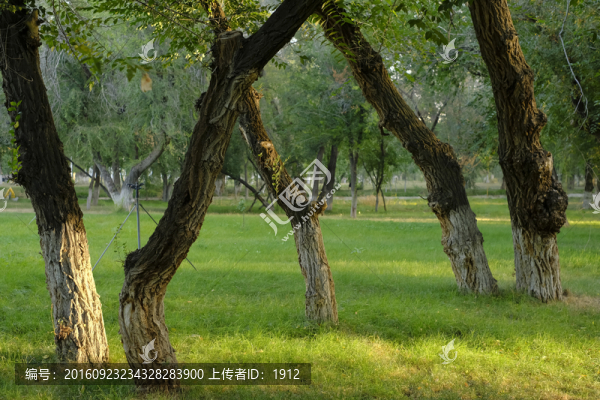 樹林