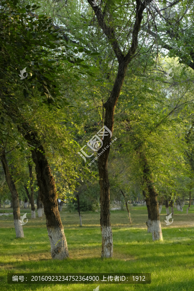 樹(shù)林