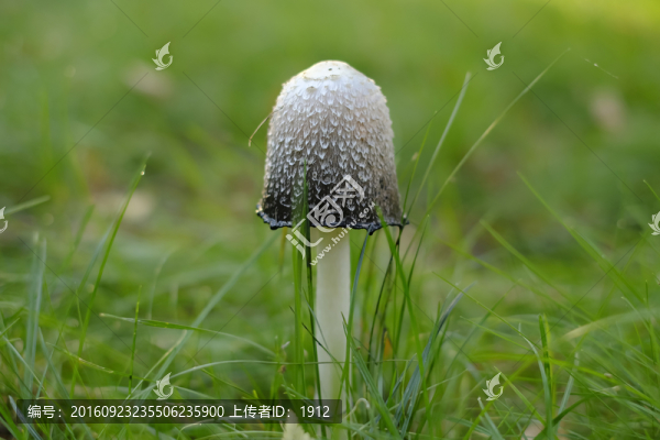 毒蘑菇