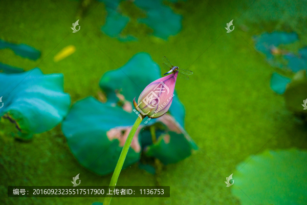 荷花蜻蜓
