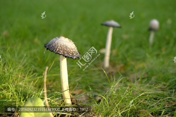 毒蘑菇