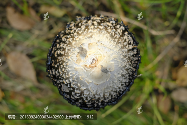 毒蘑菇