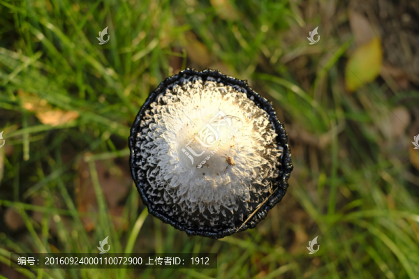 毒蘑菇