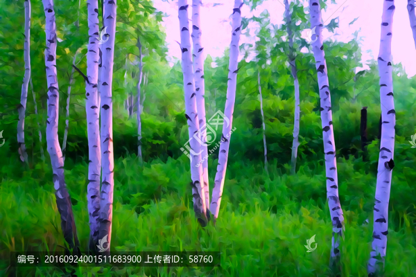 電腦畫,樺林風(fēng)景