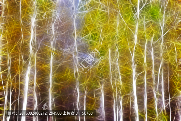 電腦畫,白樺林