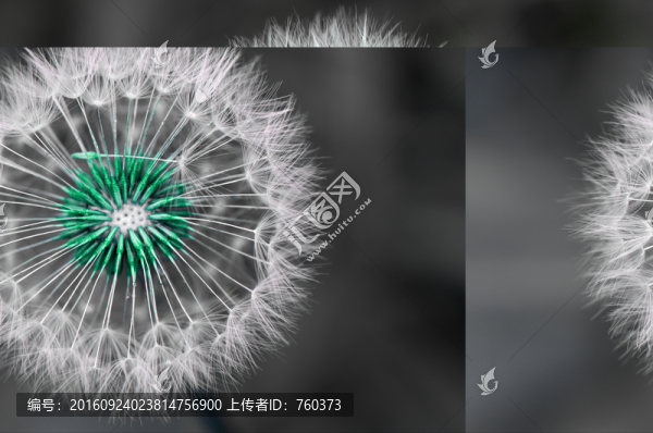 微距鏡頭下的蒲公英