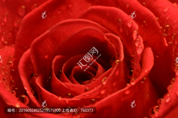 紅玫瑰