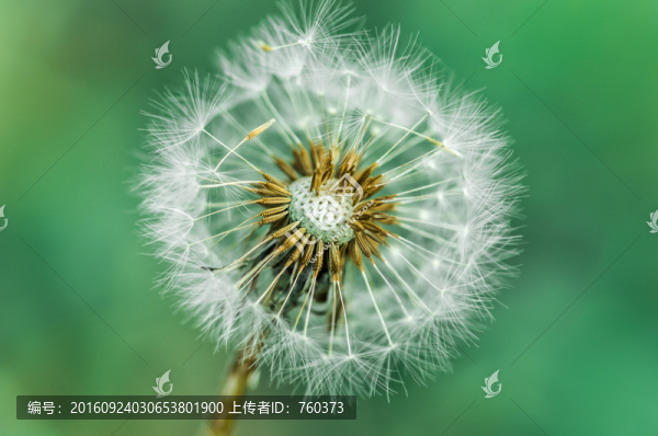 微距鏡頭下的蒲公英