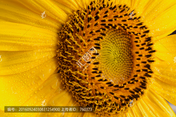 微距鏡頭下的菊花