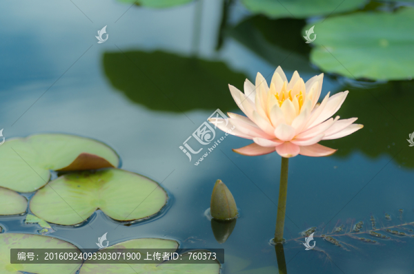 寫意荷花之黃色睡蓮