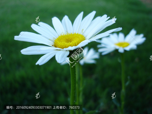 微距鏡頭下的菊花