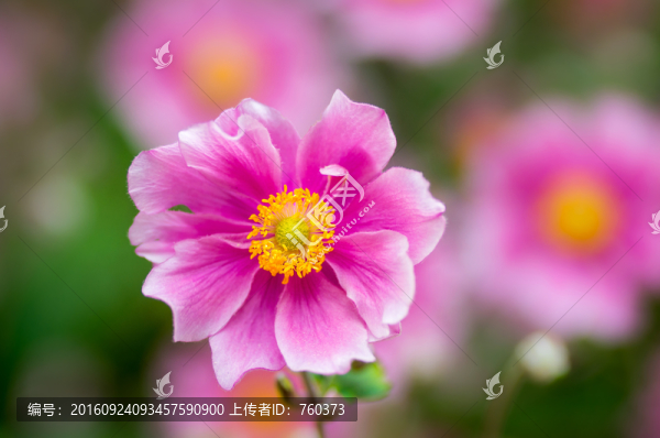 微距鏡頭下紫色銀蓮花