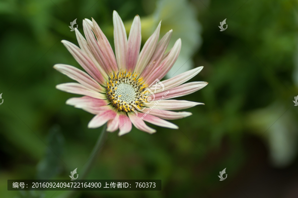 微距鏡頭下的菊花