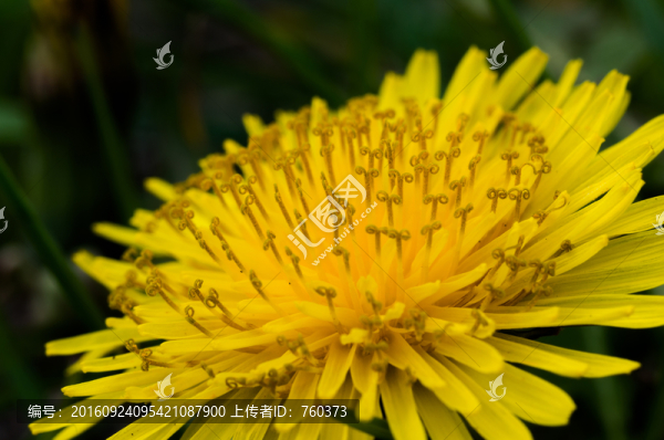 微距鏡頭下的菊花