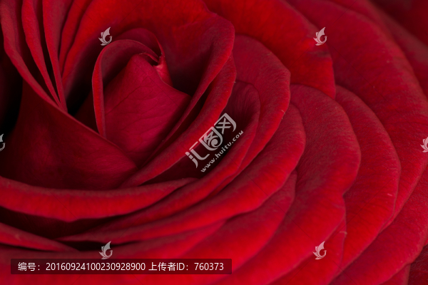 紅玫瑰