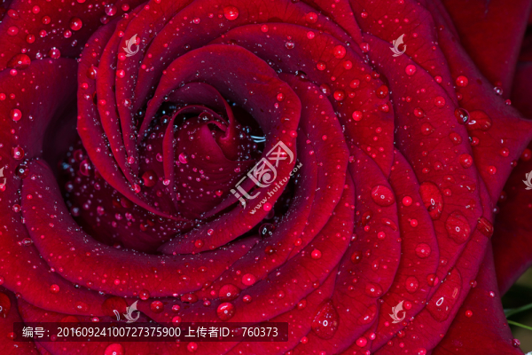 紅玫瑰