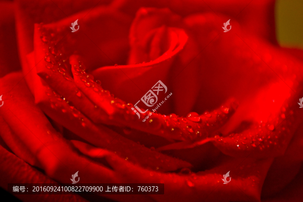 紅玫瑰