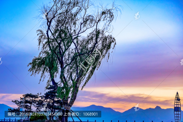 柳樹(shù),夕陽(yáng)