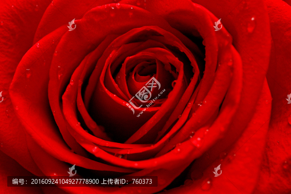 紅色玫瑰花