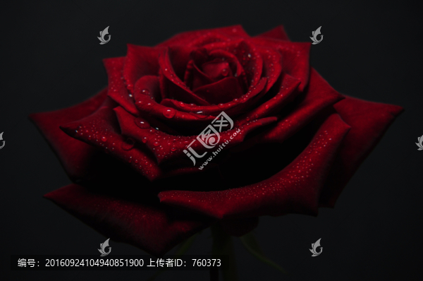 紅色玫瑰花