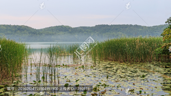 唯美自然風(fēng)景之湖中水草