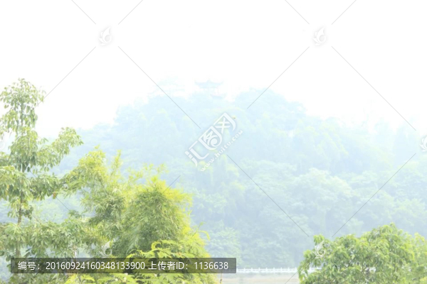 綠竹