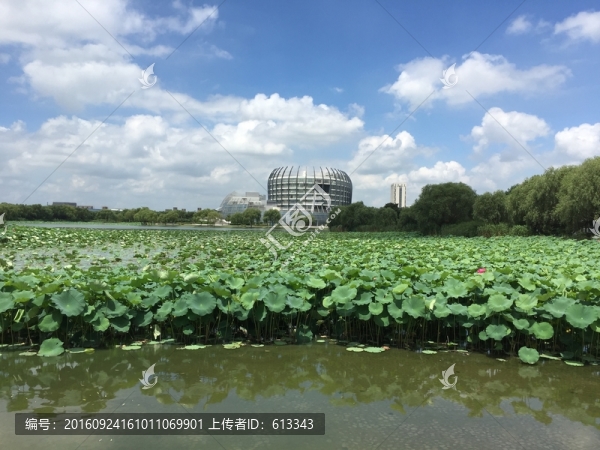 大學(xué)校園荷塘景色