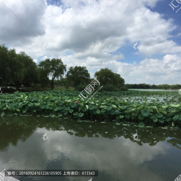 大學(xué)校園荷塘一角景色