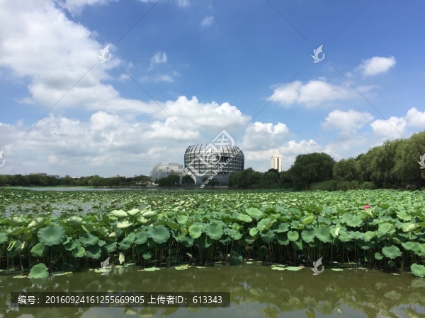 校園荷塘景色