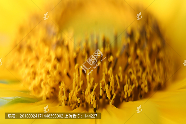 向日葵微距