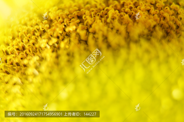微距花盤,向日葵