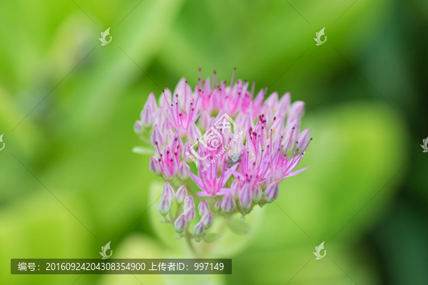 小紅花