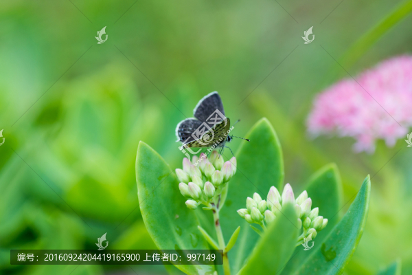 蝴蝶
