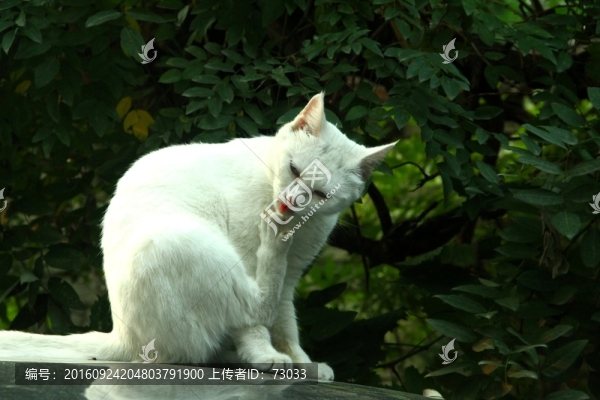 貓咪舔腳