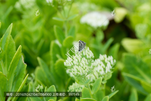 蝴蝶與花