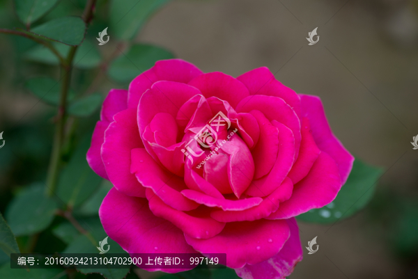 月季