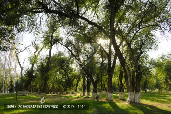 樹林