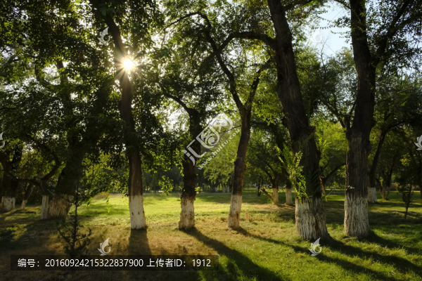 樹林