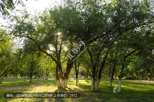 樹林