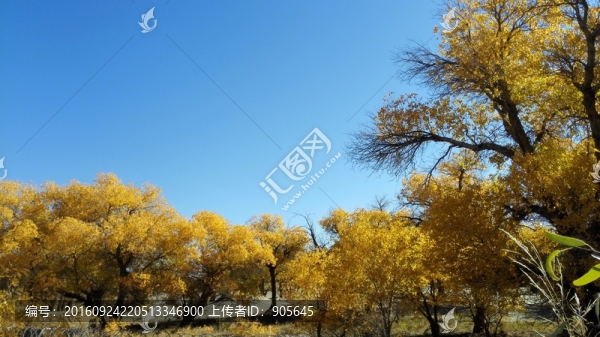 胡楊