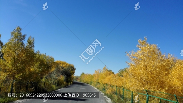 胡楊