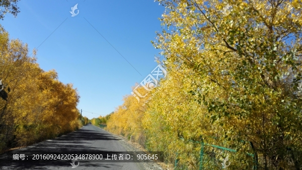 胡楊